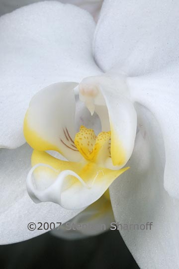 phalaenopsis 1 graphic