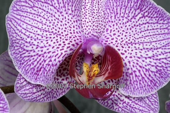 phalaenopsis purple graphic