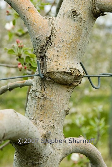 apple orchard 3 graphic