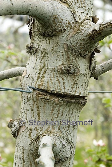 apple orchard 7 graphic