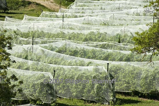 covered orchard 9 graphic