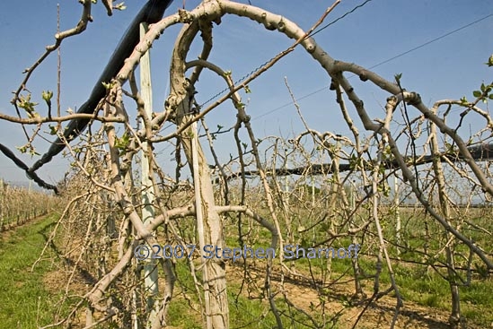 manosque orchard 9 graphic