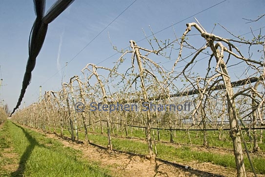 manosque orchard 13 graphic