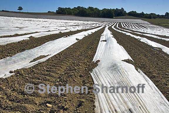 plastic rows 11 graphic