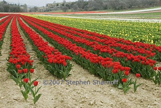 tulip fields 12 graphic