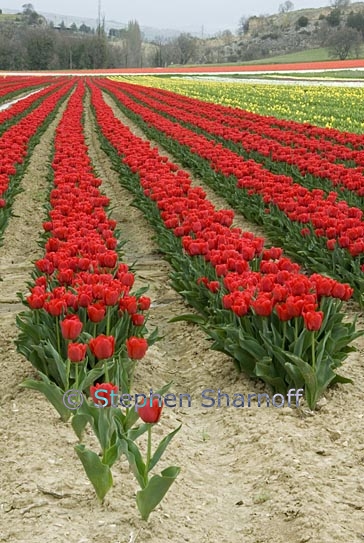 tulip fields 3 graphic