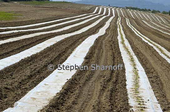 newly planted field graphic