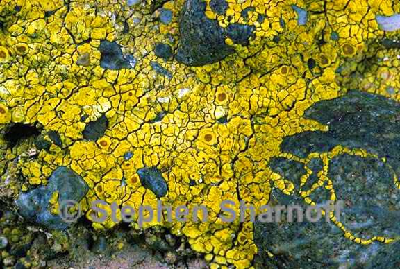 acarospora heufleuriana 2 graphic