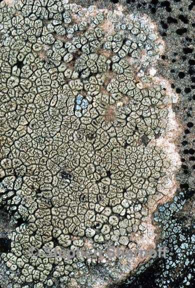 acarospora rosulata cfr1 graphic