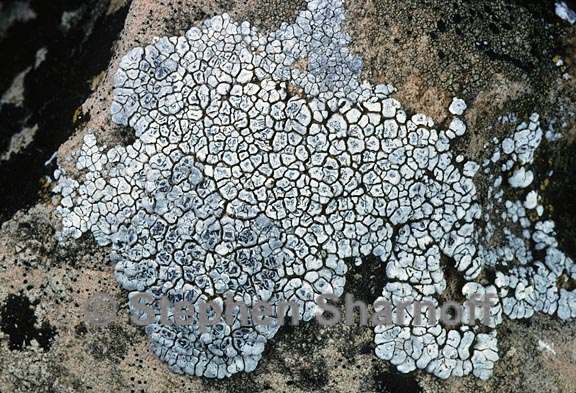 acarospora sp 2 graphic