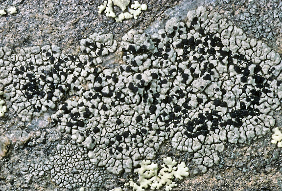 buellia dispersa 12 graphic