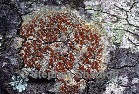 caloplaca 48 graphic