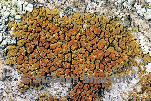 caloplaca 8 graphic