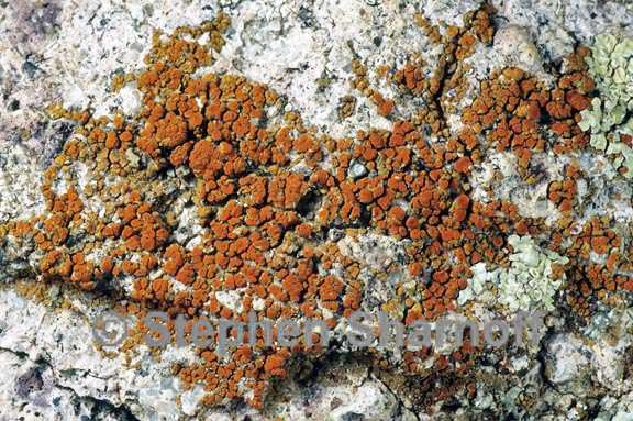 caloplaca 9 graphic