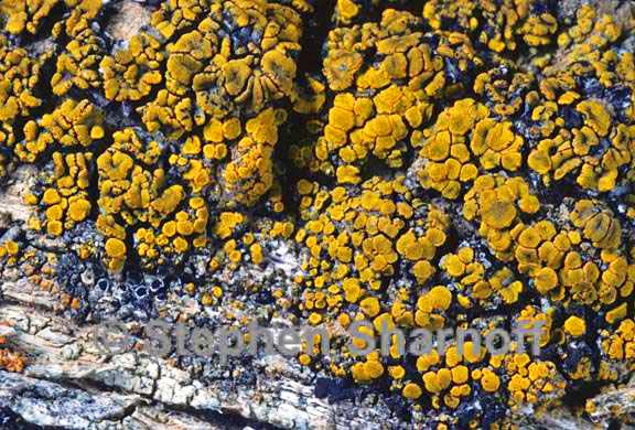 candelariella aurella 3 graphic