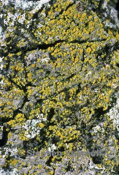 candelariella reflexa graphic