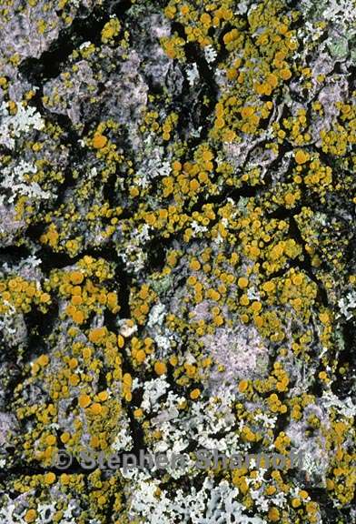 candelariella reflexa 2 graphic
