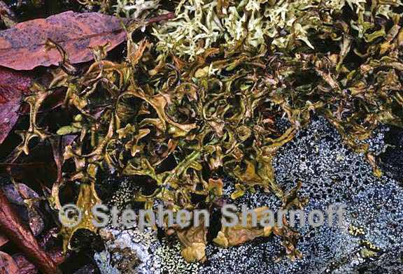 cetraria islandica islandica 9 graphic