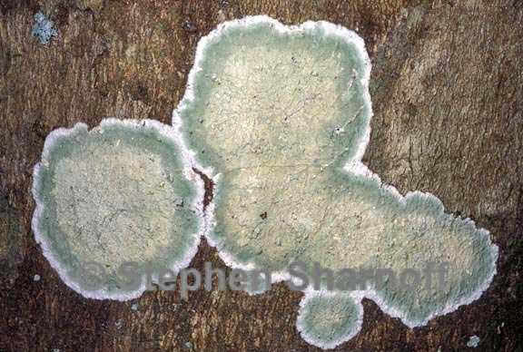 chiodecton montagnaei 1 graphic