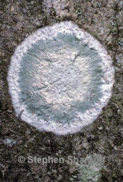 chiodecton montagnaei 2 graphic