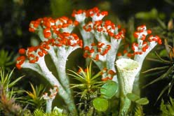 cladonia_cristatella_2thmb.jpg