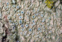 lecanora thumbnail graphic