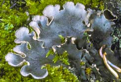 peltigera thumbnail graphic