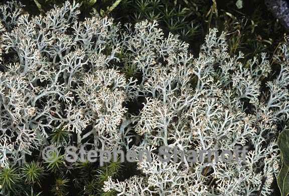 cladonia 31 graphic