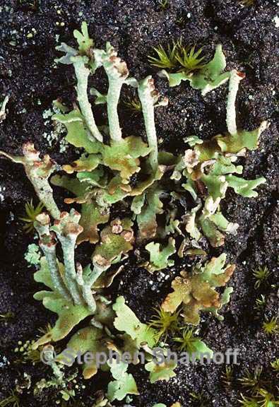 cladonia 1234.29 graphic