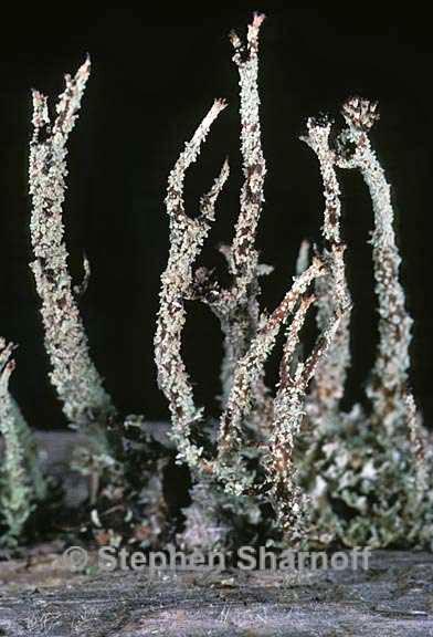 cladonia 33 graphic