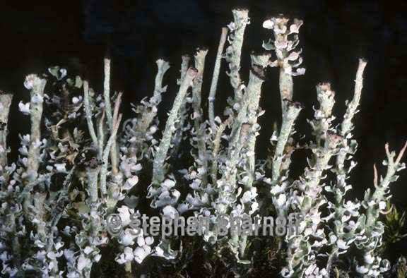 cladonia 1361_14 graphic