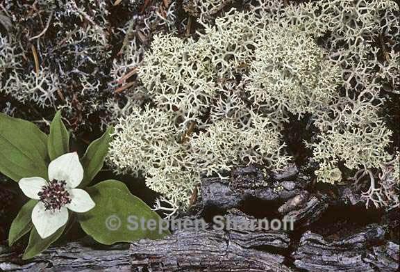 cladonia 1387 37 graphic