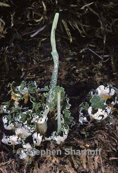 cladonia 1477.07 aberrant graphic