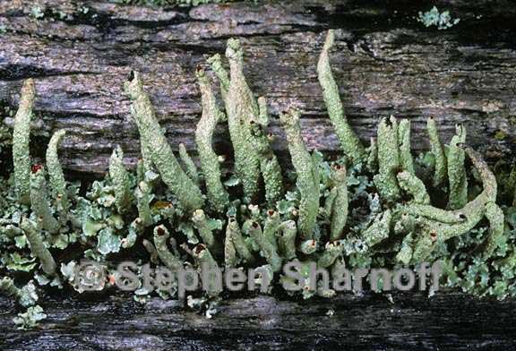 cladonia 1751.24 graphic