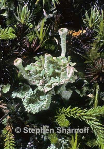 cladonia 2 graphic