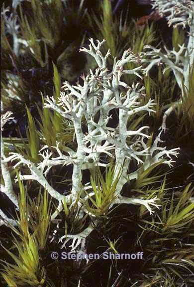 cladonia 228 19 graphic