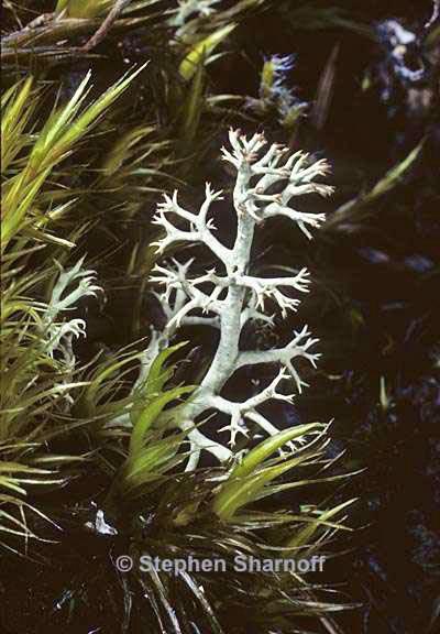 cladonia 228 20 graphic