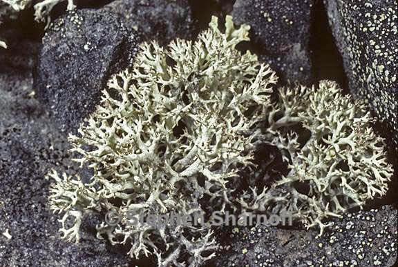 cladonia 233 31 graphic