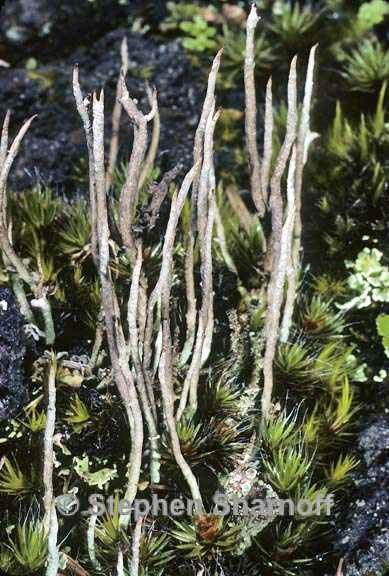 cladonia 3 graphic