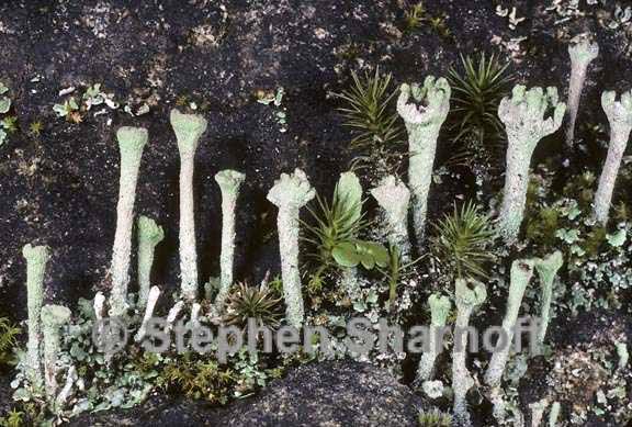 cladonia 6 graphic