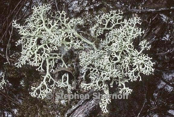 cladonia 803 02 graphic