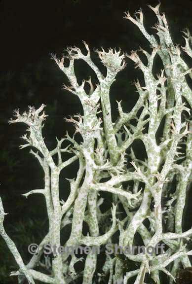 cladonia amaurocraea 3 graphic