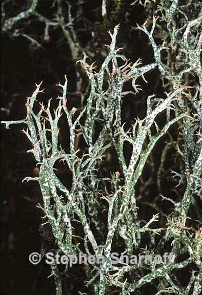 cladonia amaurocraea 5 graphic