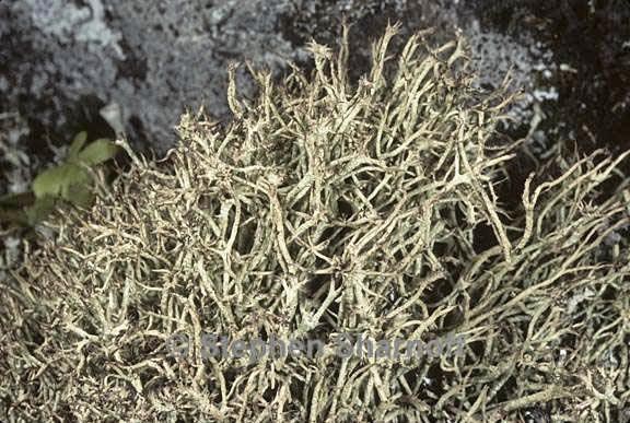 cladonia amaurocraea 8 graphic