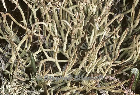 cladonia amaurocraea 9 graphic