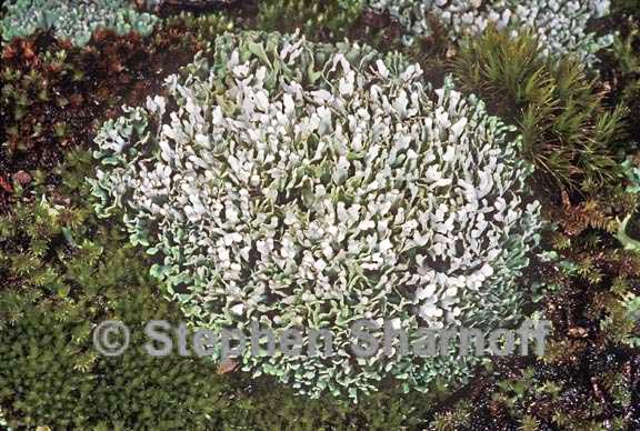 cladonia apodocarpa 1 graphic