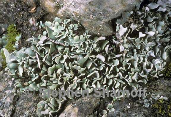 cladonia apodocarpa 2 graphic