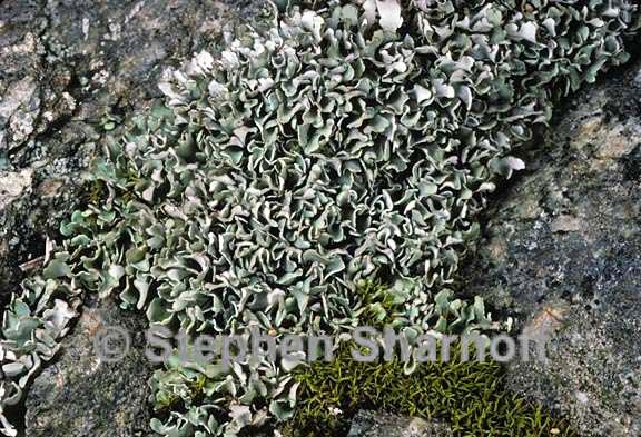 cladonia apodocarpa 3 graphic