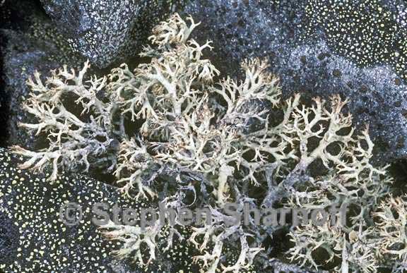 cladonia arbuscula 1 graphic