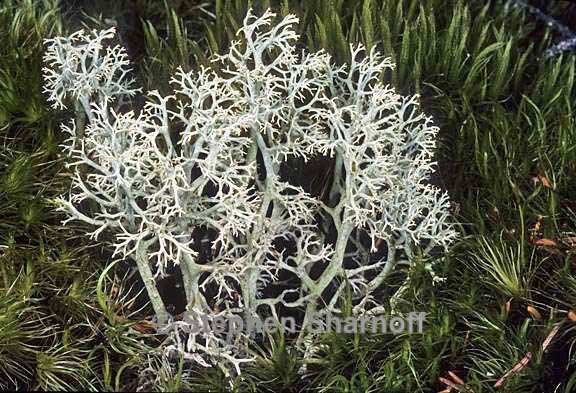 cladonia arbuscula 10 graphic